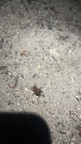 iNaturalist observation photo of Crickets