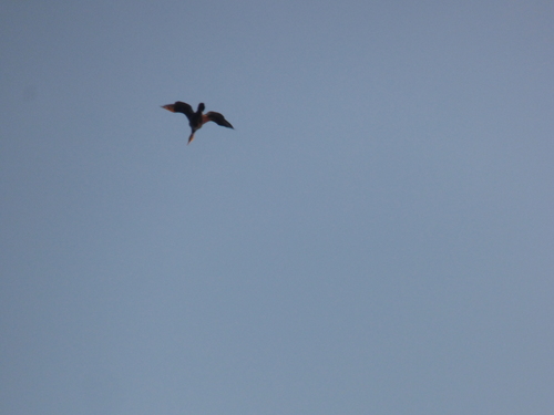 iNaturalist image