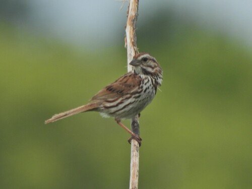 Melospiza melodia