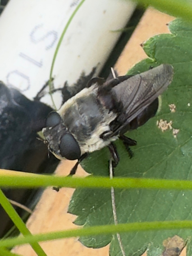 Mouse Bot Fly