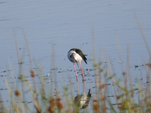 iNaturalist: (c) RaphaëlPCH, some rights reserved (CC BY-NC), uploaded by RaphaëlPCH iNaturalist image