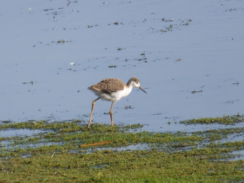 iNaturalist: (c) RaphaëlPCH, some rights reserved (CC BY-NC), uploaded by RaphaëlPCH iNaturalist image