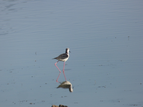 iNaturalist: (c) RaphaëlPCH, some rights reserved (CC BY-NC), uploaded by RaphaëlPCH iNaturalist image