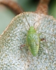 Closterotomus norwegicus