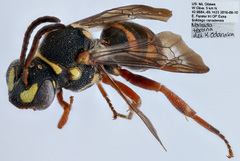 Nomada texana