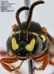 Nomada texana