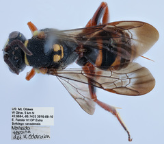 Nomada texana