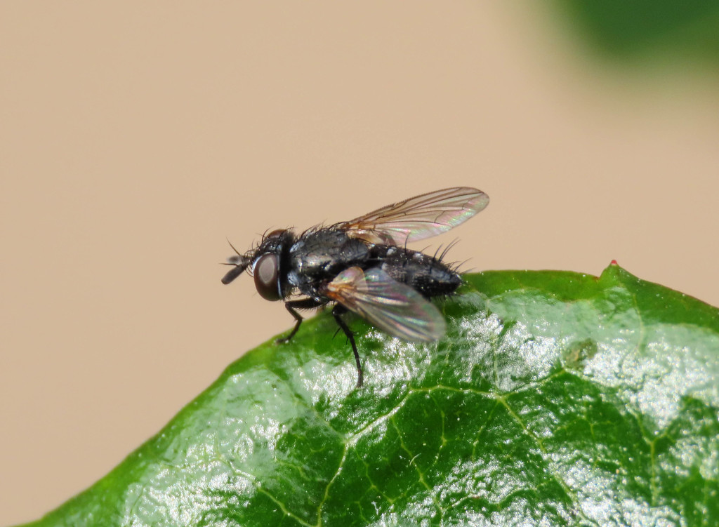 Atylomyia loewi