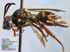 Nomada texana
