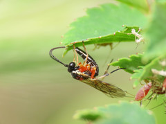 Diplazon pectoratorius