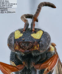 Nomada texana