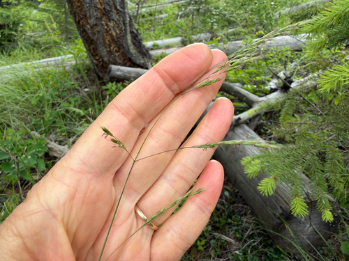 Festuca occidentalis observed 2026-07-01