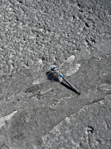 Blue-eyed Darner