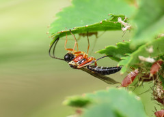 Diplazon pectoratorius