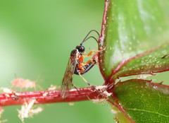 Diplazon pectoratorius