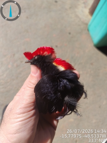Helmeted Manakin