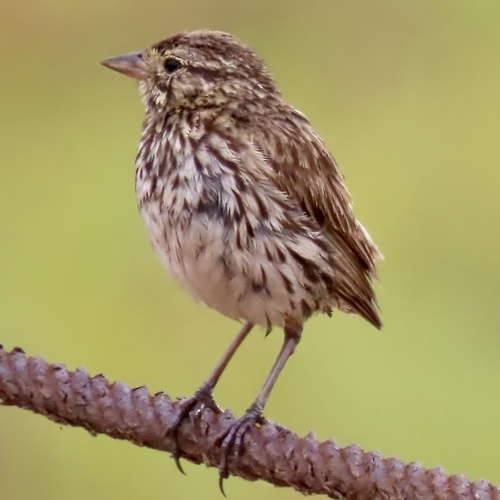 Savannah Sparrow