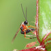 蚜蠅姬蜂屬 - Photo 由 Emanuele Santarelli 所上傳的 (c) Emanuele Santarelli，保留部份權利CC BY-SA