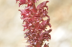 Orobanche foetida