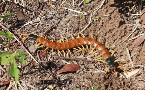 Giant Desert Centipede