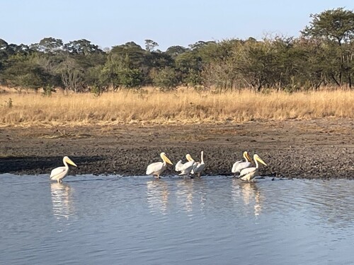 Great White Pelican