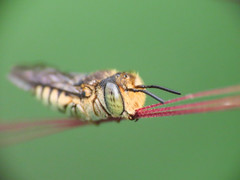 Coelioxys afer