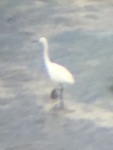 iNaturalist image