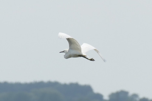iNaturalist image