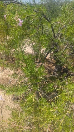 desert willow