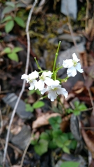 Cardamine trifolia