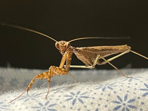 Brown Leaf Mantid