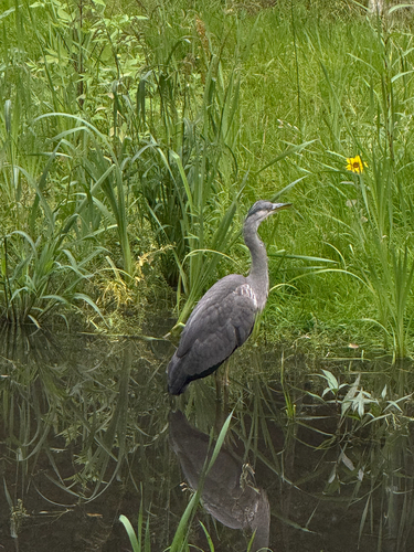 iNaturalist image