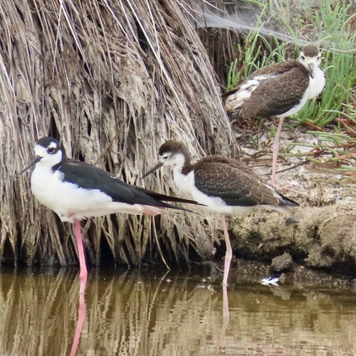 Black-necked Stilt