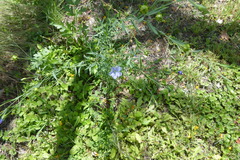 Linum pratense
