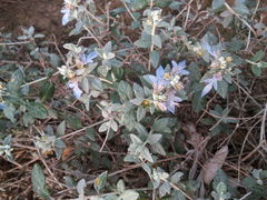 Teucrium fruticans
