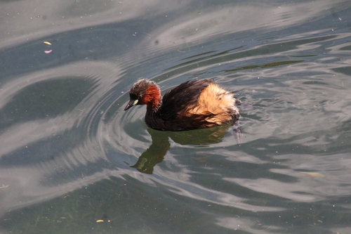 iNaturalist image