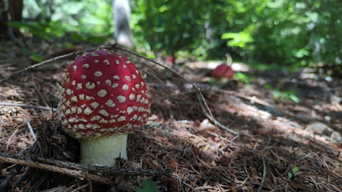 Fly Agaric