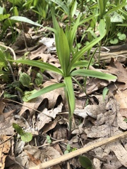 Lilium michiganense