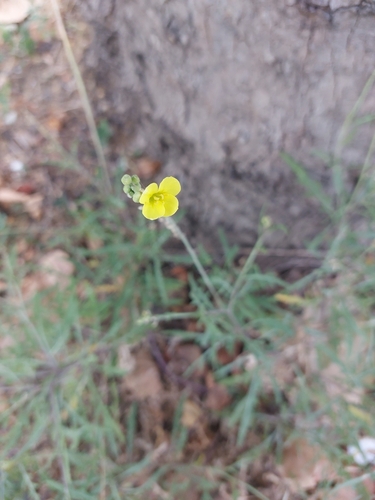 Roquette jaune