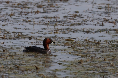 iNaturalist image