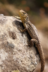 Stenocercus crassicaudatus