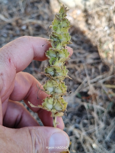 Mediterranean lineseed