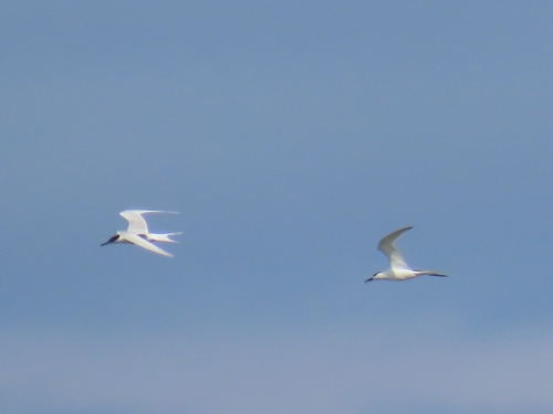 iNaturalist image