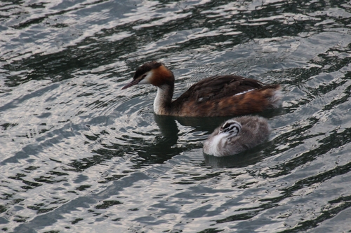iNaturalist image