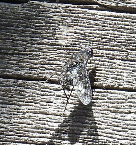 Charcoal Bee Flies