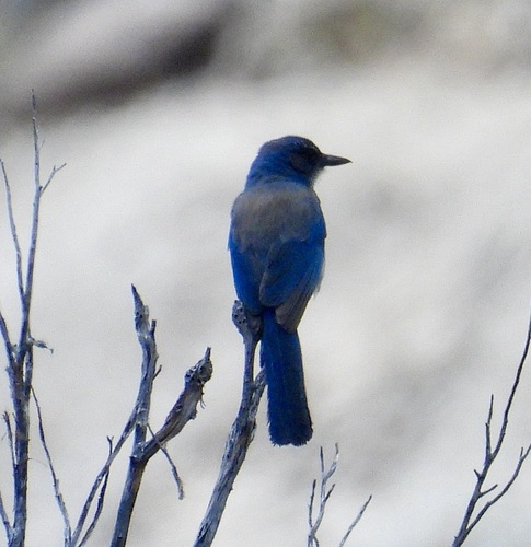 Woodhouse's Scrub-Jay