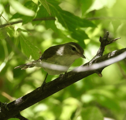Eastern Warbling Vireo
