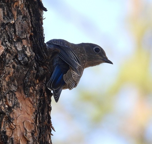Western Bluebird