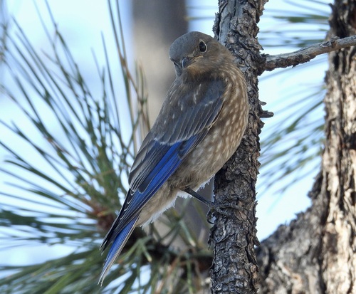 Western Bluebird