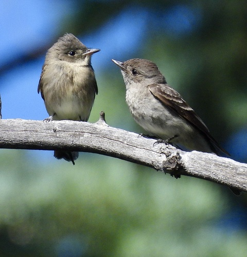 Western Wood-Pewee